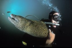 Diver and very friendly moray eel getting to grips with e... by Fiona Ayerst 